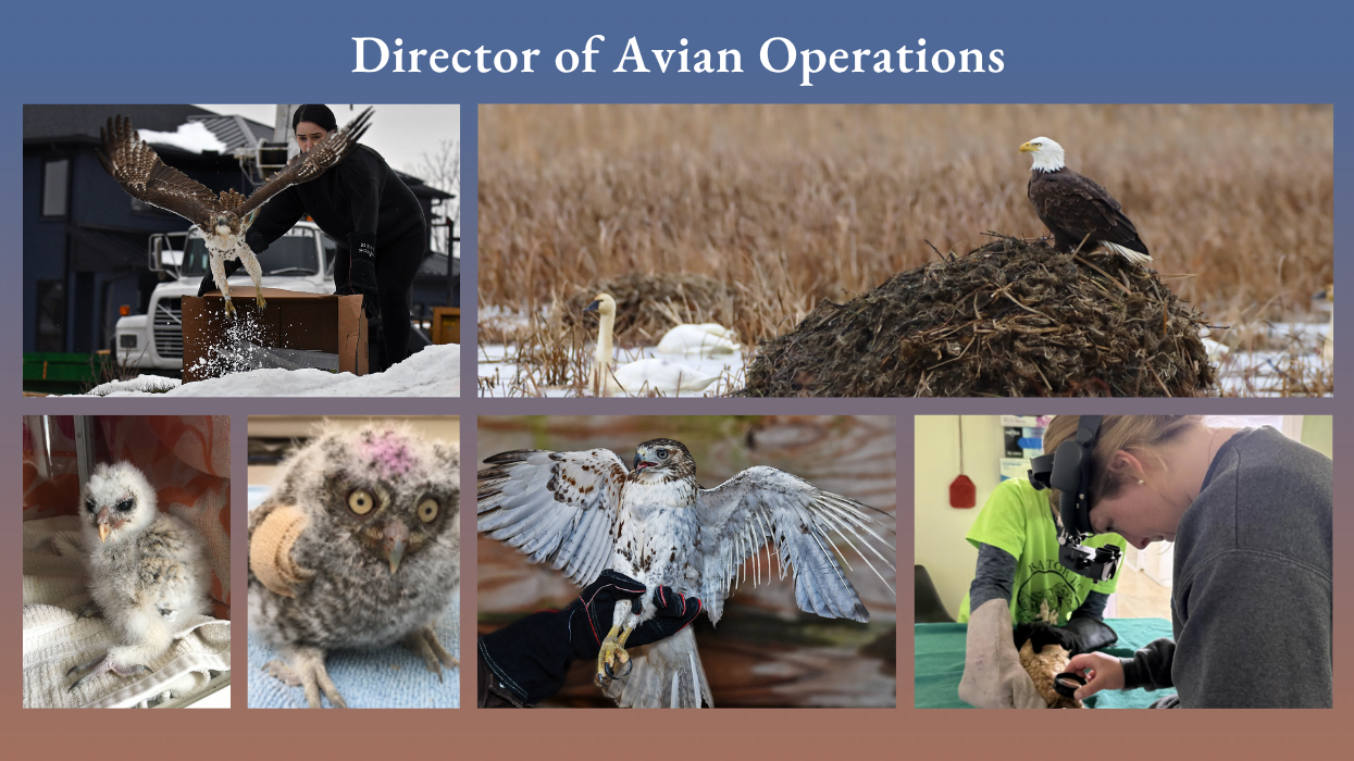A collage of rehab birds, clockwise from top left: release of a red-tailed hawk after rehab, a bald eagle standing on its nest gazing over marshland, an orphan bard owl hatchling, an injured owl with 